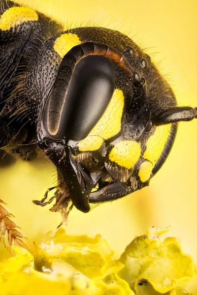 Focus Stacking Sand Tailed Digger Wasp Wasp Cerceris Arenaria — Stock Photo, Image