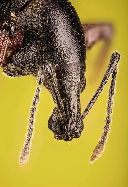 Macro Focus Empilhamento Weevil Otiorhynchus Niger — Fotografia de Stock