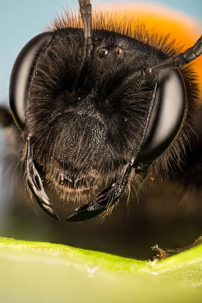 Cliff Madenciliği Arı Madenciliği Arı Arı Andrena Thoracica — Stok fotoğraf