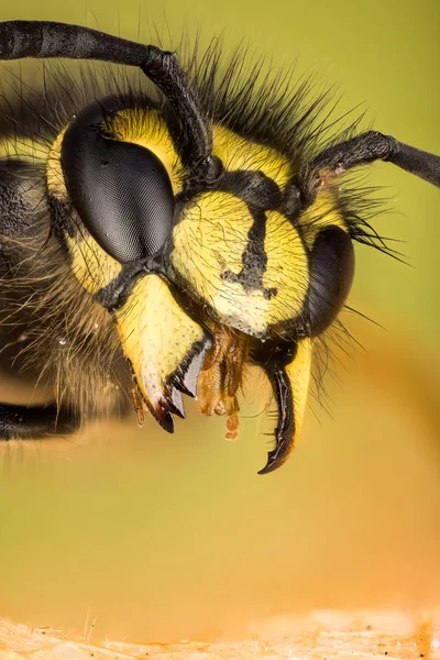 Κοινή Σφήκα Σφήκα Vespula Vulgaris — Φωτογραφία Αρχείου