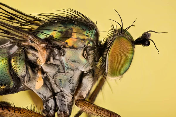 Dolichopus Kopytníků Dolichopodidae Fly — Stock fotografie