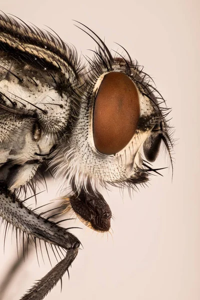 Makrofokus Stapeln Fliegen Fliegen — Stockfoto