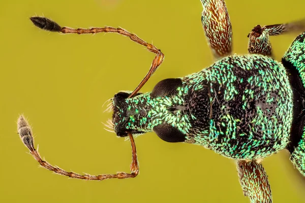 Green Immigrato Foglia Weevil Weevil Polydrusus Sericeus — Foto Stock