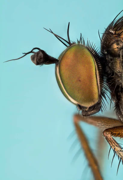 Dolichopus Ungulates Dolichopodidae Fly — Stok Foto