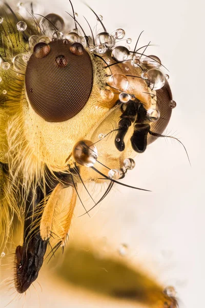 Κίτρινο Κοπριά Μύγα Μύγα Scathophaga Stercoraria — Φωτογραφία Αρχείου
