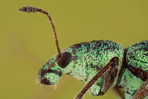 Weevil Folha Verde Imigrante Weevil Impressifrons Sericeus — Fotografia de Stock