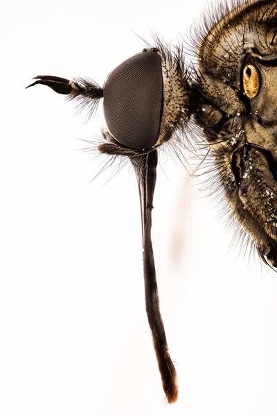 Empis Teselate Dance Fly Fly —  Fotos de Stock