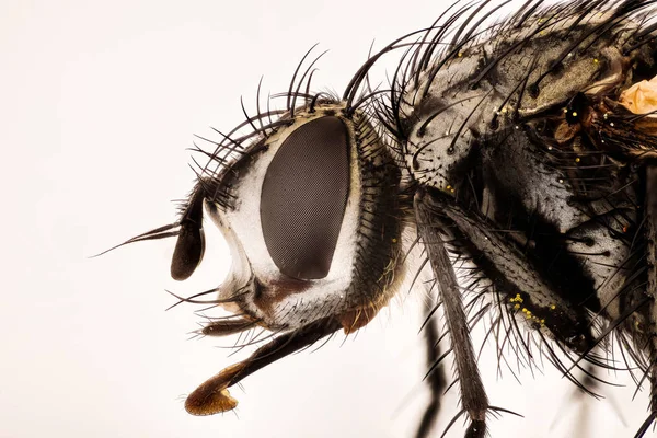 Hangsúly Egymásra Nowickia Ferox Tachina Ferox Tachinidae Fly — Stock Fotó