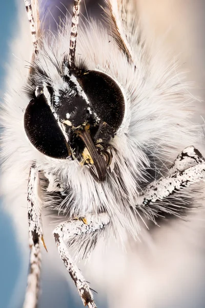 Πεταλούδες Άδωνις Μπλε Polyommatus Bellargus — Φωτογραφία Αρχείου