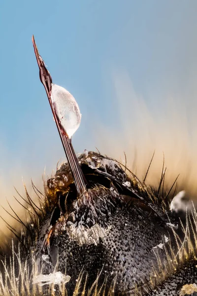 Sting Com Gotas Veneno Common Carder Bee Common Carder Bee — Fotografia de Stock