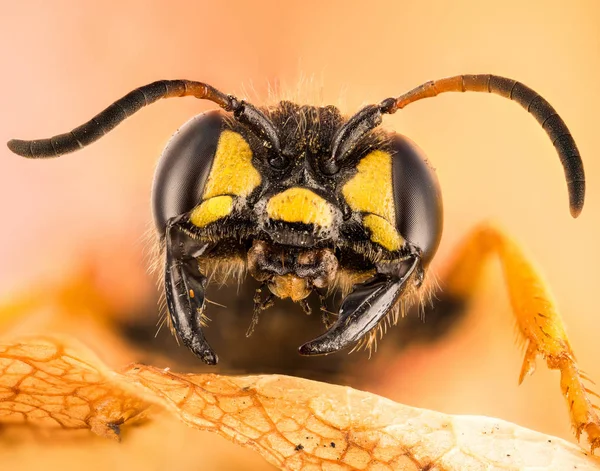 Sand Tailed Digger Wasp Wasp Cerceris Arenaria — Stock Photo, Image