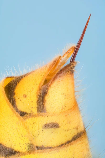 Sting Gemeenschappelijk Wasp Wasp Vespula Vulgaris — Stockfoto