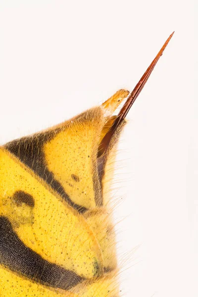 Sting Common Wasp Wasp Vespula Vulgaris — Stock Photo, Image