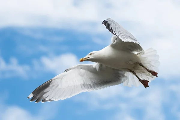 Herring Gull Sea Gull Larus Argentatus — Stock Photo, Image