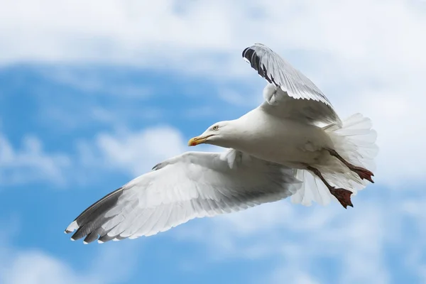 Möwen Möwen Larus Argentatus — Stockfoto