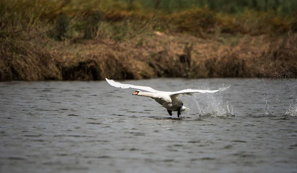 Łabędź Niemy Łabędzie Cygnus Olor — Zdjęcie stockowe