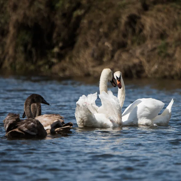 Stumsvan Svanar Cygnus Olor — Stockfoto