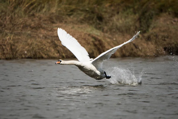 Cigno Muto Cigni Cygnus Olor — Foto Stock