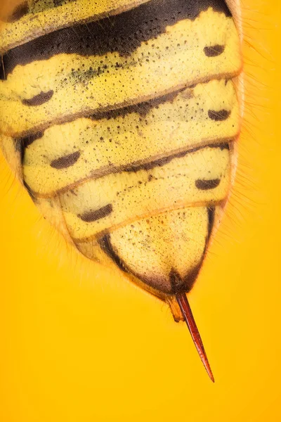 STING - Common Wasp, Wasp, Vespula vulgaris