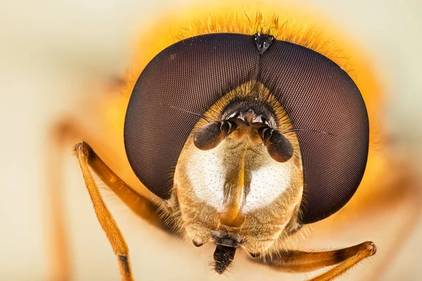 Fly Lebeg Legyek Syrphid Legyek Hoverflies Diptera Syrphidae Virág — Stock Fotó