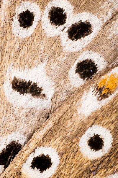 Wings Borboletas Adonis Azul Polyommatus Bellargus — Fotografia de Stock