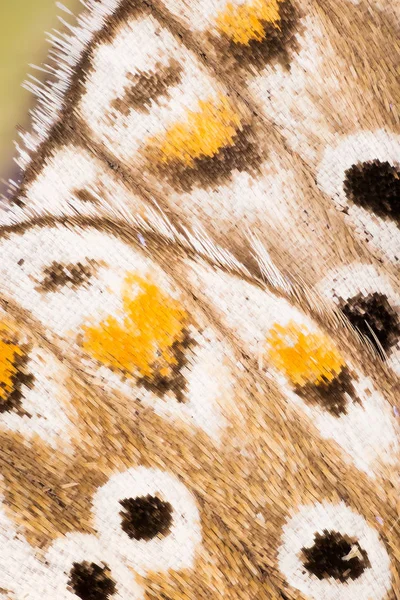 Wings Butterflies Adonis Blue Polyommatus Bellargus — Stock Photo, Image