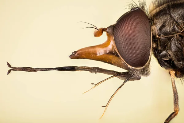 일반적인 꽃등에과 하이네켄 Hoverflies 하이네켄 Rhingia Campestris — 스톡 사진