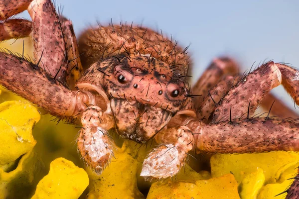 Zaměřit Stohovatelná Společný Kopretinový Krabí Pavouk Pavouk Xysticus Cristatus — Stock fotografie