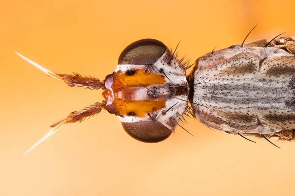 Apilamiento Enfoque Dichetophora Obliterate Fly Flies —  Fotos de Stock