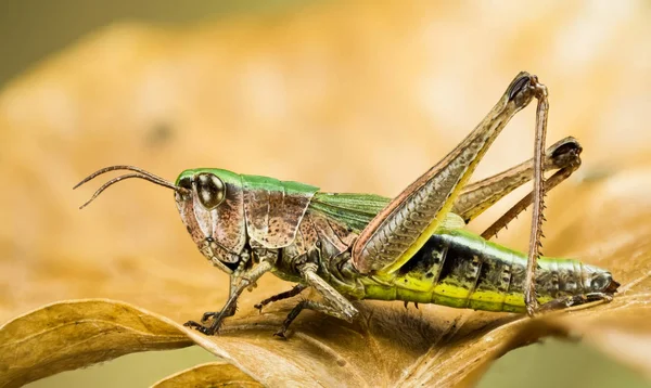 Μικρότερο Marsh Ακρίδα Chorthippus Albomarginatus Omocestus Viridulus Κοινή Πράσινη Ακρίδα — Φωτογραφία Αρχείου