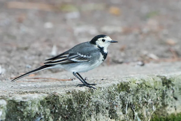 Ogon Biały Pied Wagtails Wagtails Motacilla Alba — Zdjęcie stockowe