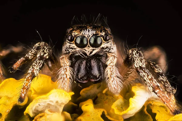 Atlama Örümcek Zebra Geri Örümcek Örümcek Salticus Scenicus Salticidae — Stok fotoğraf
