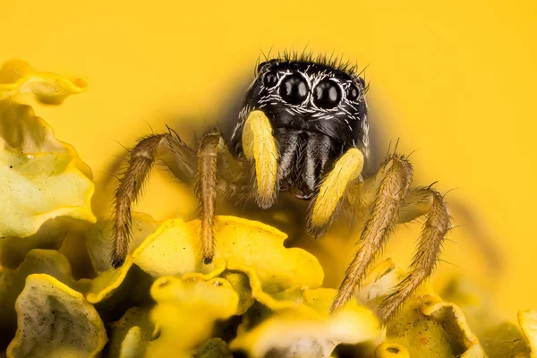 Springspinne Kupfersonnenjumper Kupfersonnenjumper Spinne Heliophanus Cupreus Salticidae — Stockfoto