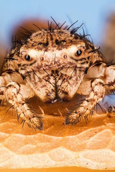 Gemeine Krabbenspinne Krabbenspinne Spinne Xysticus Cristatus — Stockfoto