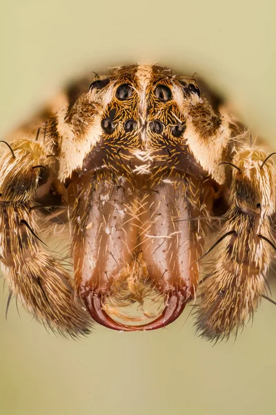 Kraamwebspinnen Spider Kwekerij Web Spin Pisaura Mirabilis — Stockfoto