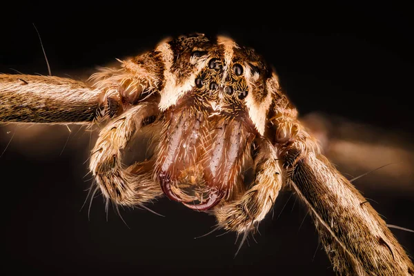 Nursery Web Spider, Spider, Nursery-web spider, Pisaura mirabilis — Stock Image Nursery Web Spider Spider Nursery Web Spider Pisaura Mirabilis Royalty Free Stock Photos