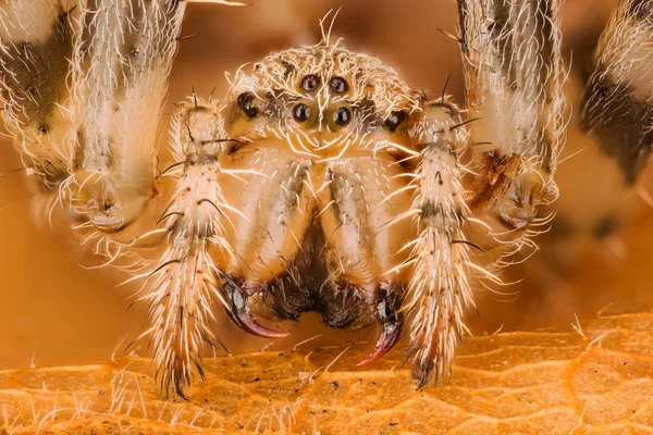 ヨーロッパの庭スパイダー Diadem クモのクロス 戴冠オーブウィーバー Araneus Diadematus — ストック写真