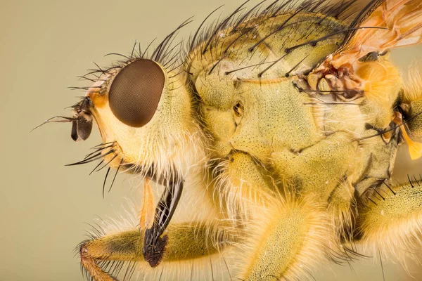 Gübre Fly Fly Scathophaga Stercoraria Sarı — Stok fotoğraf