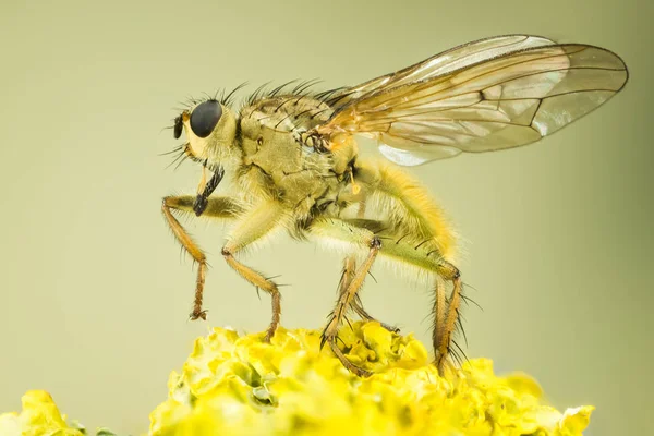 Жовтий Гній Літати Літати Scathophaga Stercoraria — стокове фото