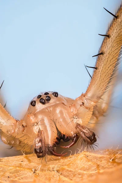 Tisseur Hamac Commun Araignée Linyphia Triangularis — Photo