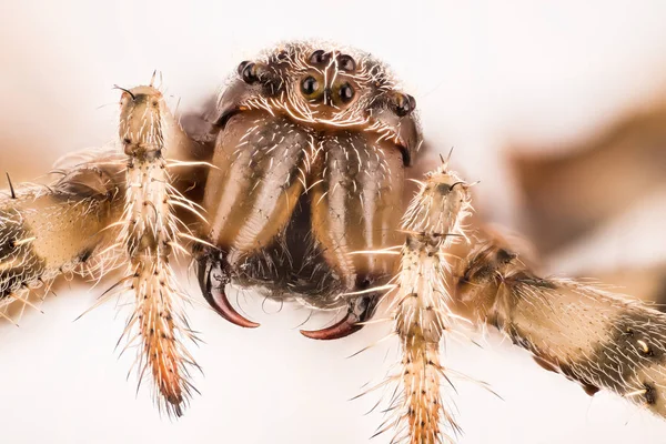 European Garden Spider Diadem Spider Croix Araignée Araignée Couronnée Araneus — Photo