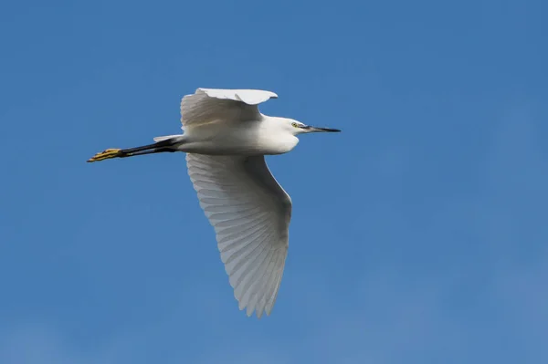 Pequeno Egret Heron Egretta Garzetta Imagens Royalty-Free