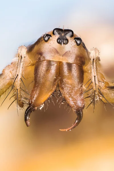 일반적인 Linyphia Triangularis — 스톡 사진