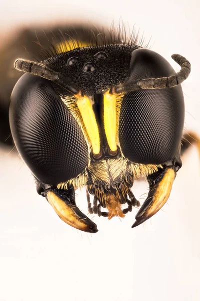 Avispa Cabeza Cuadrada Avispa Cabeza Cuadrada Ectemnius Cephalotes Ectemnius —  Fotos de Stock