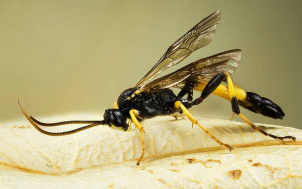 Wasp Ichneumon Stramentor Ichneumonidae — Stock Photo, Image