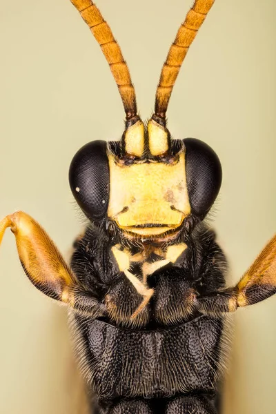 Σφήκα Ηχνεύμωνας Stramentor Ichneumonidae — Φωτογραφία Αρχείου