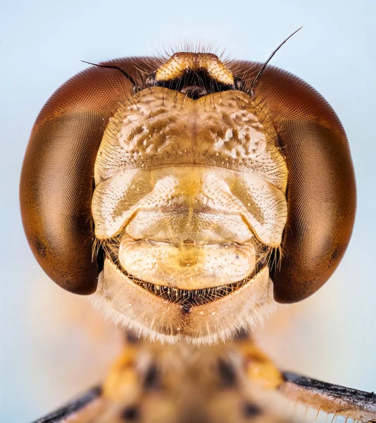 Περιπλανώμενος Ακοντιστής Dragonfly Sympetrum Vulgatum — Φωτογραφία Αρχείου