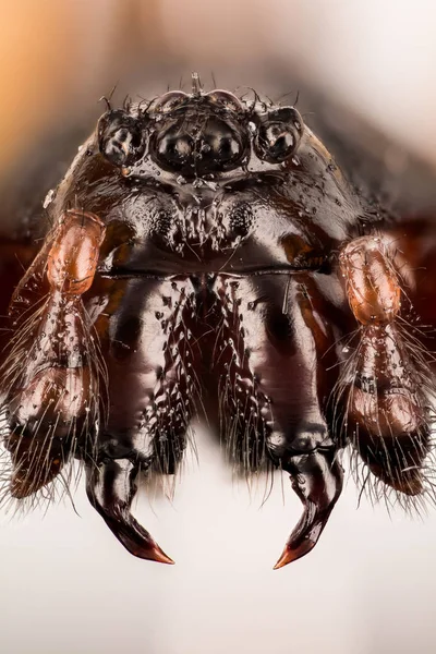 Araignées Steatoda Nobilis Theridiidés — Photo