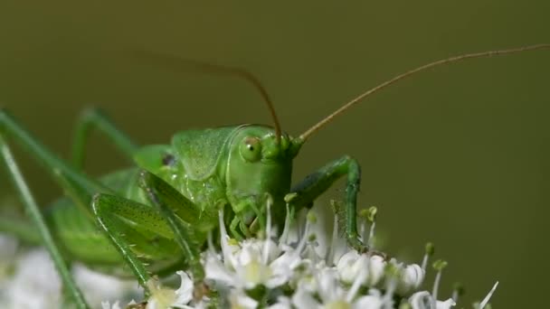 伟大的绿色灌木 伟大的绿色灌木板球 Tettigonia — 图库视频影像