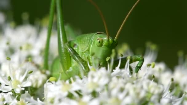 Grand Vert Buisson Cricket Great Green Bush Cricket Tettigonia Viridissima — Video